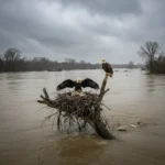 Climate Shifts Disrupt Mississippi River Bald Eagle Nesting